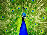 Peacock